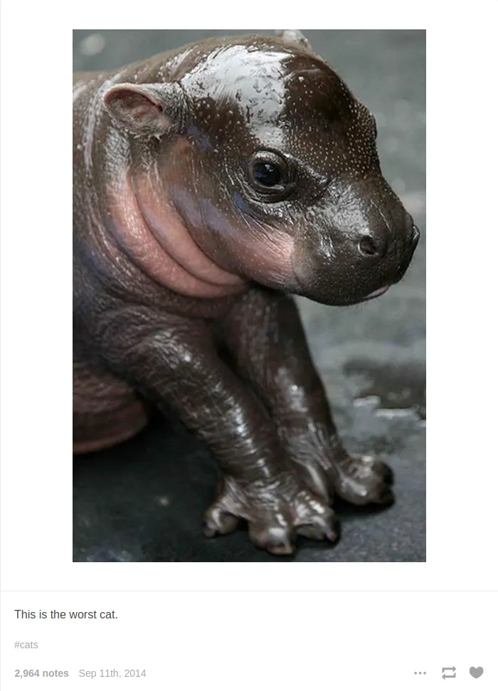 Text reads "This is the worst cat." Photo is a baby hippo